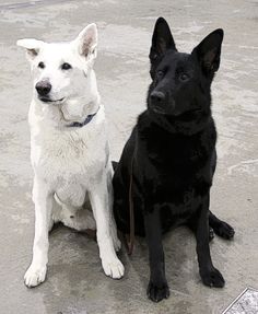 black-and-white-dogs
